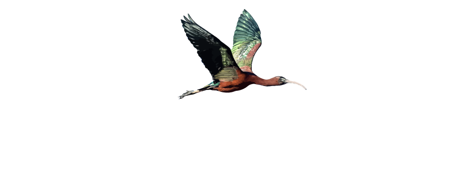 Jawakara Islands Maldives logo