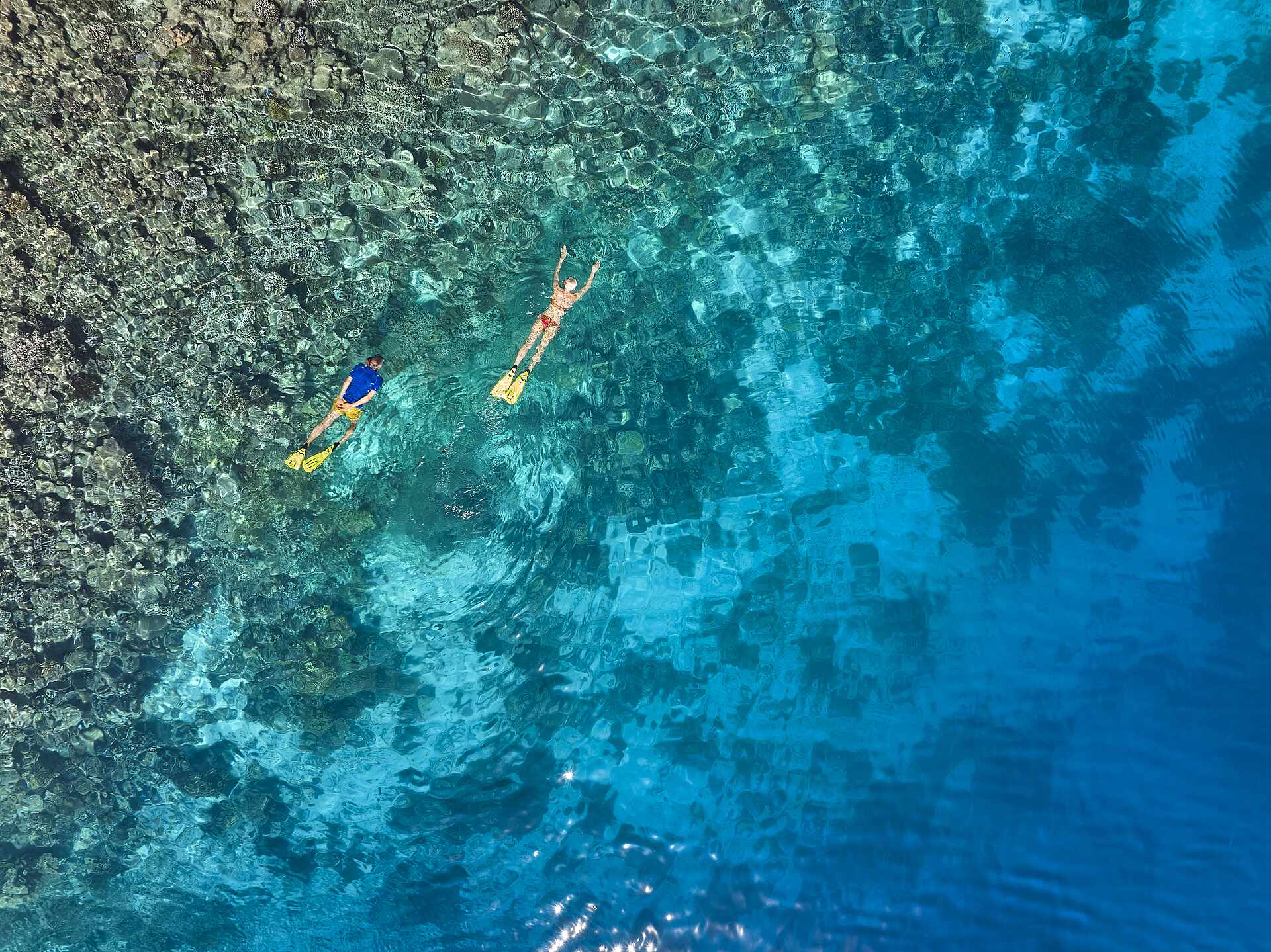 House Reef Snorkelling