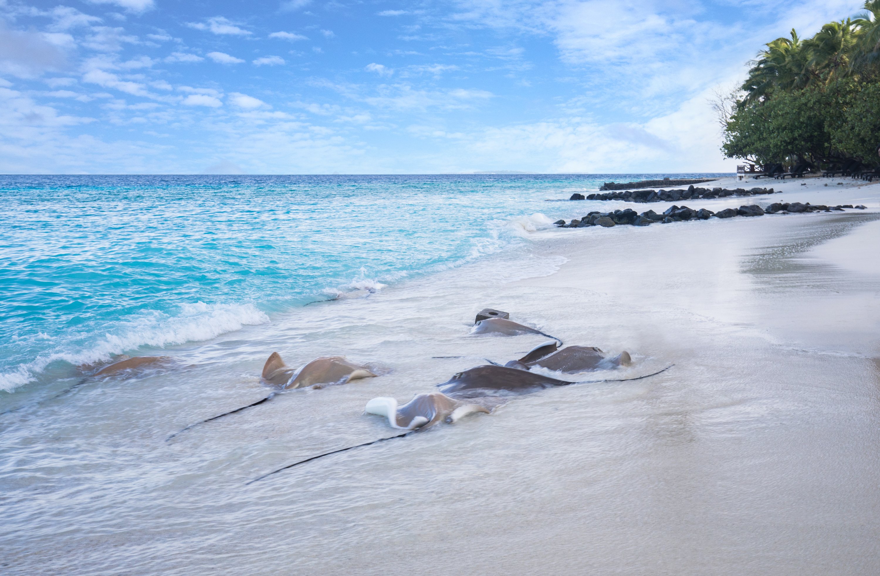 Taj Coral Reef Resort & Spa, Maldives