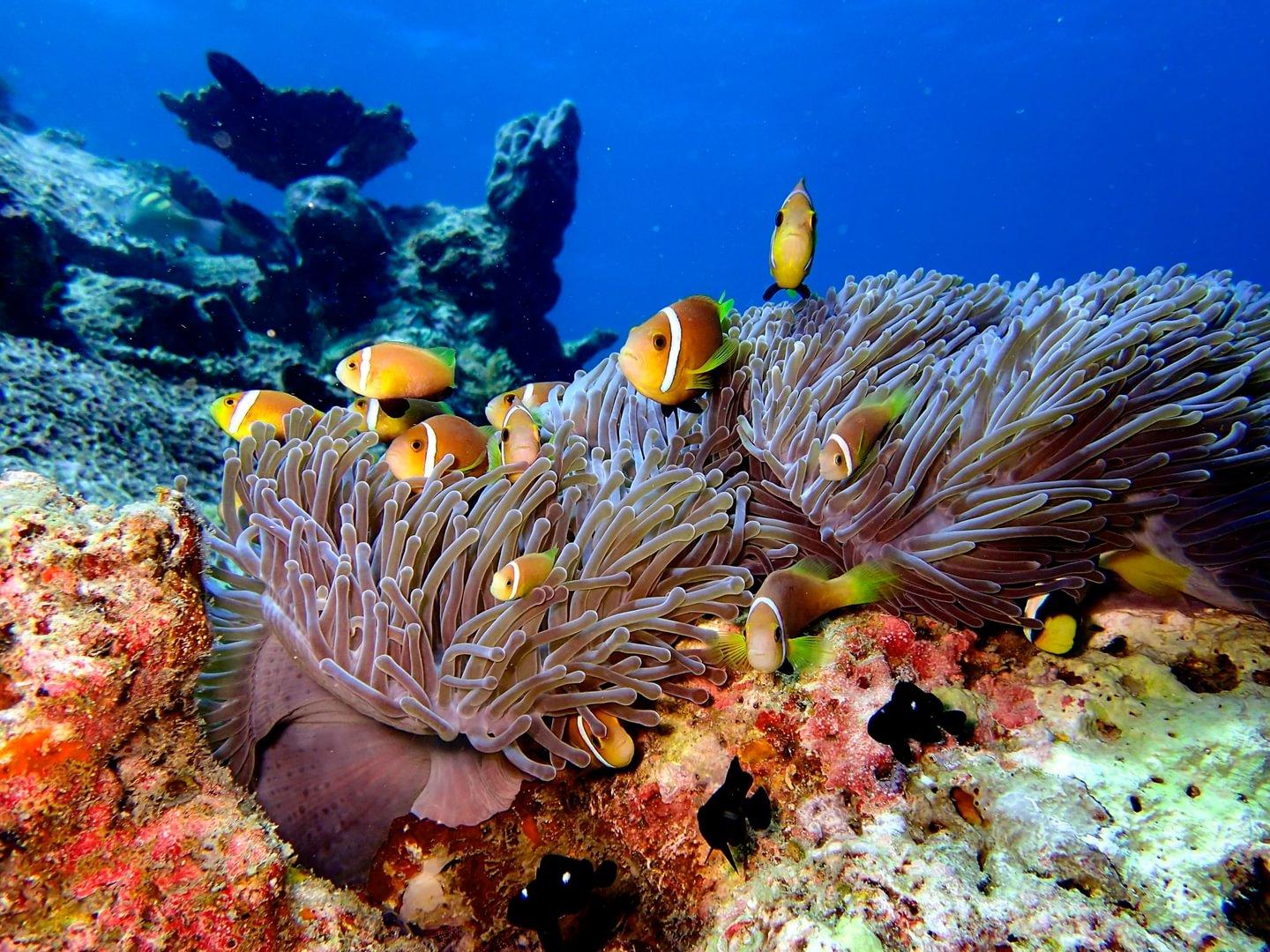 Eri Maldives photo 4
